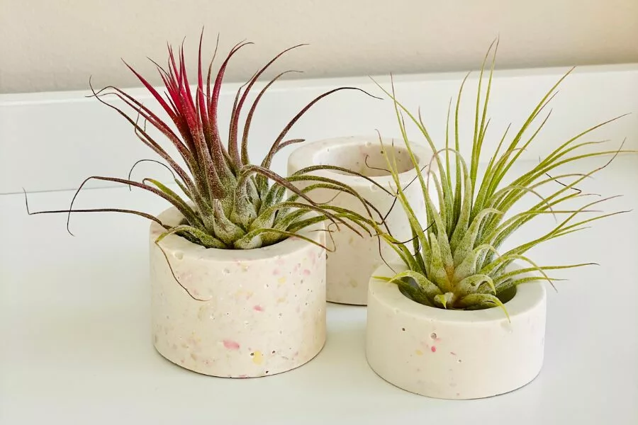 How to Choose the Best Air Plants for Your Home