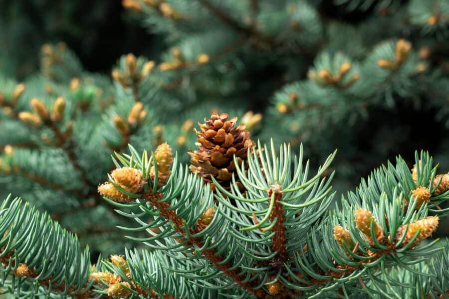 Key Spruce Tree Characteristics