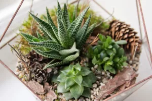 Top Succulent Plants