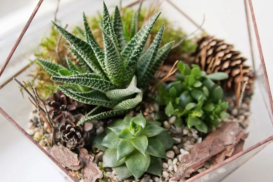 Best Succulent Plants For Home & Office: Our 11 Recommendations