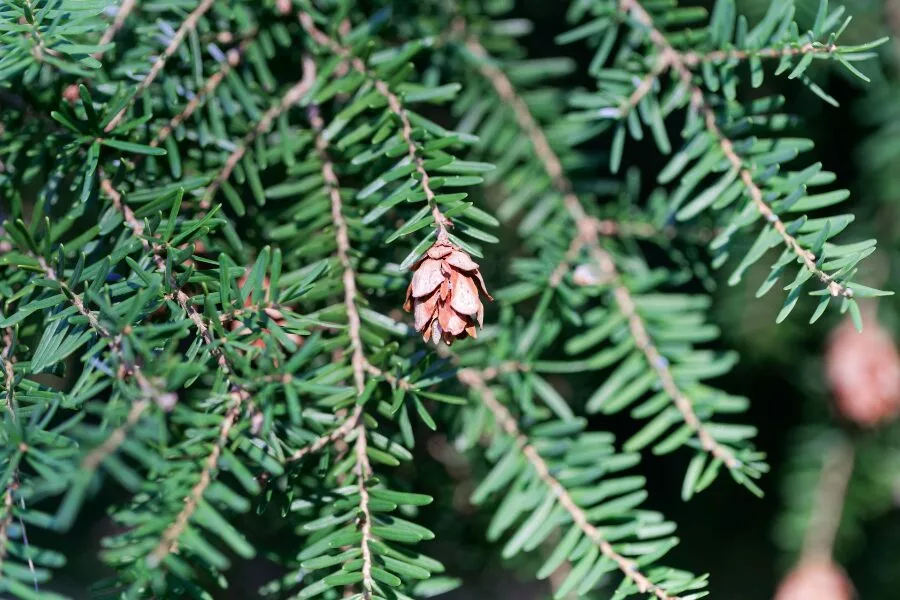 Western Hemlock 