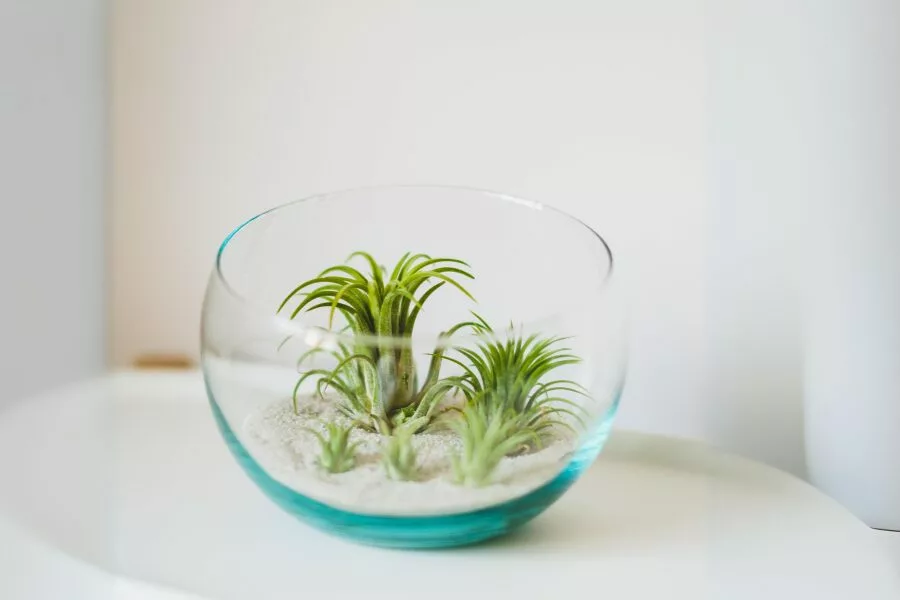 Creative Ways to Hang Air Plant Containers at Home