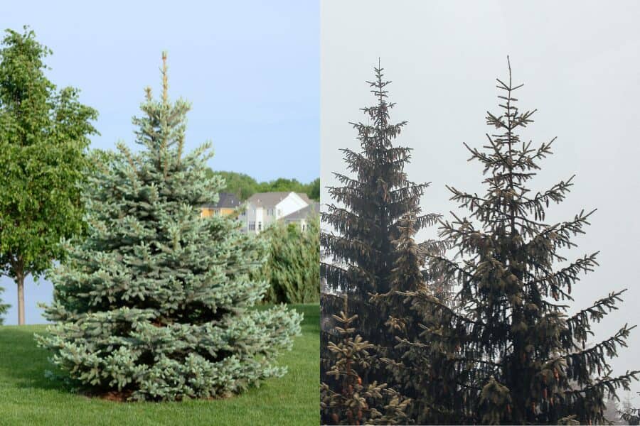 Identifying Spruce Trees