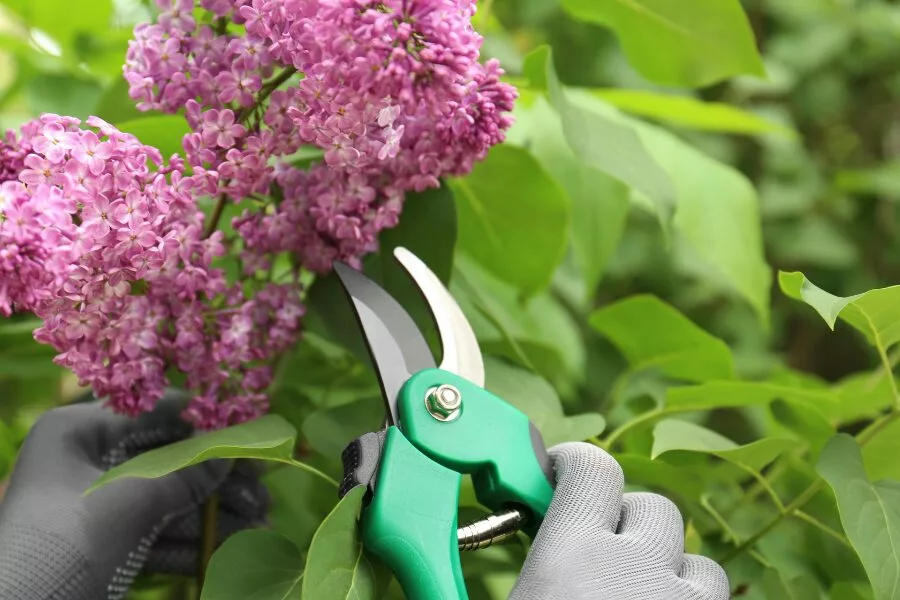 Lilacs Are Incredibly Fragrant