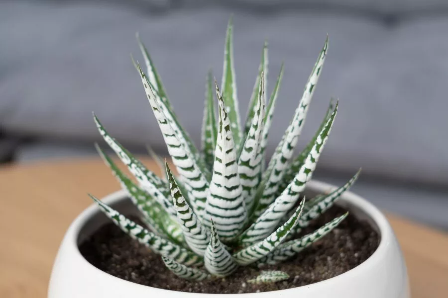 Haworthia