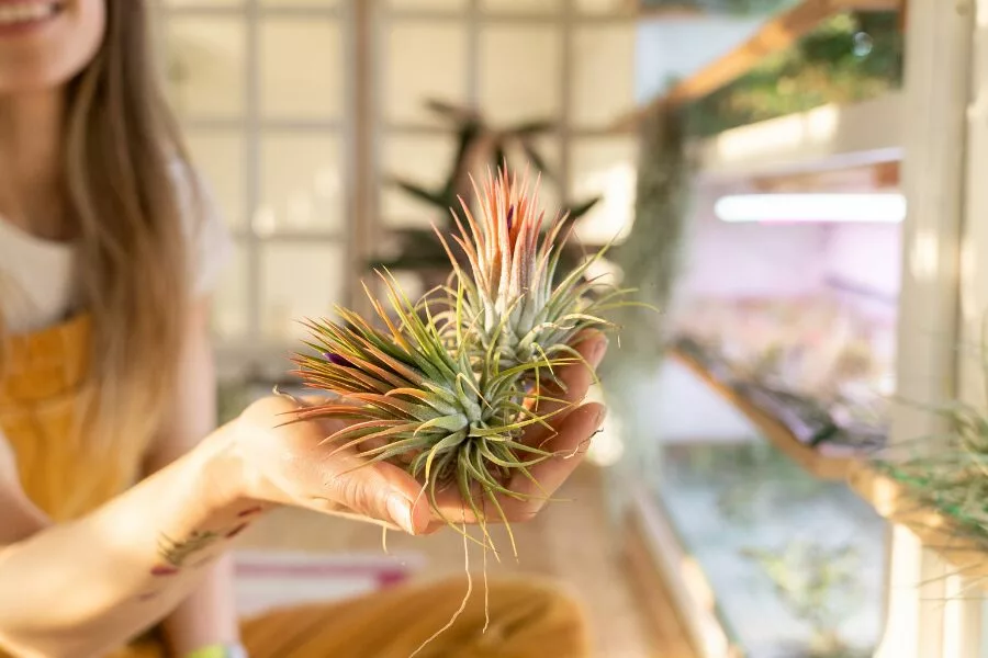 How To Grow And Care For Air Plants