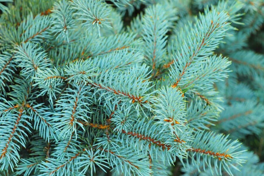 Blue Spruce