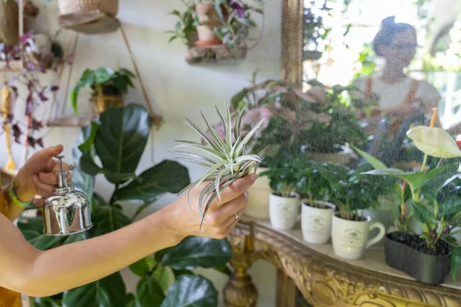 How to Water an Air Plant and Techniques for Watering