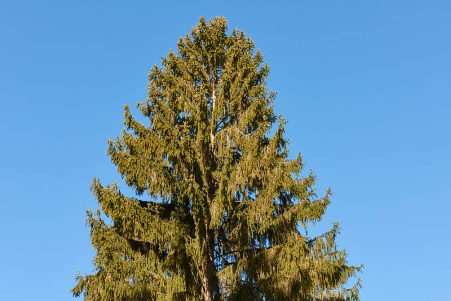 Norway Spruce