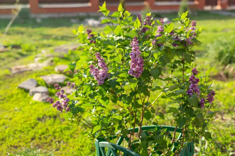 Light Requirements for Lilac Bushes