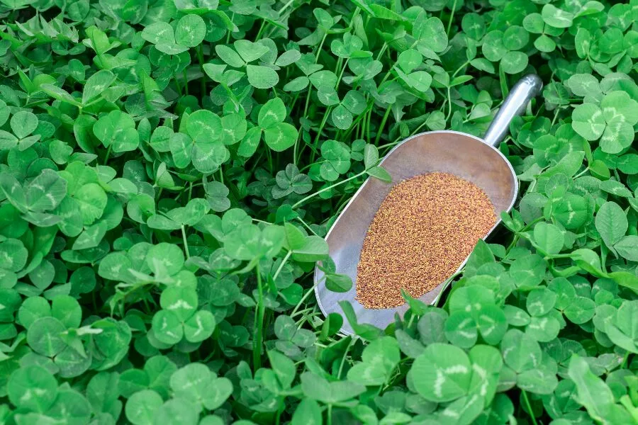 How to Plant Clover Fields