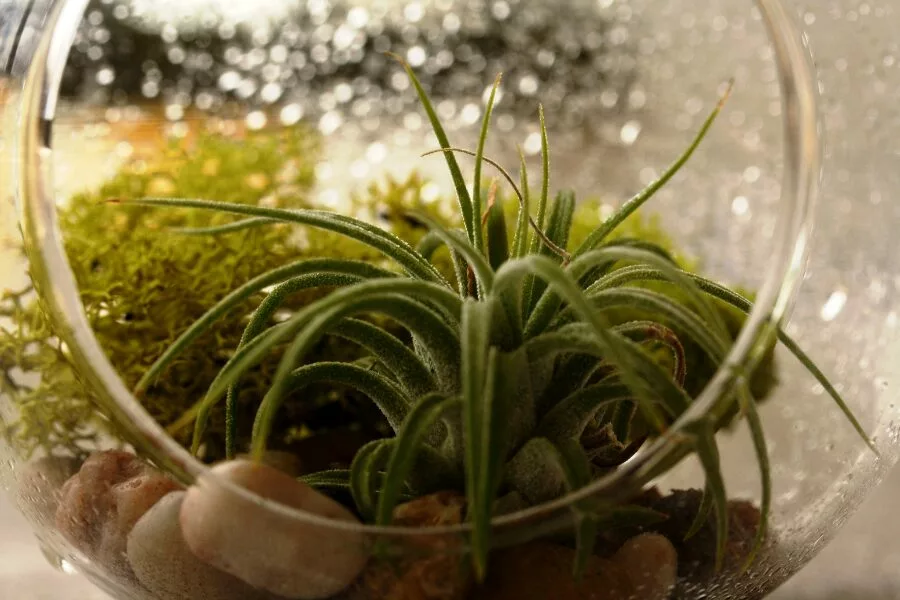 Best Techniques for Watering Your Air Plant