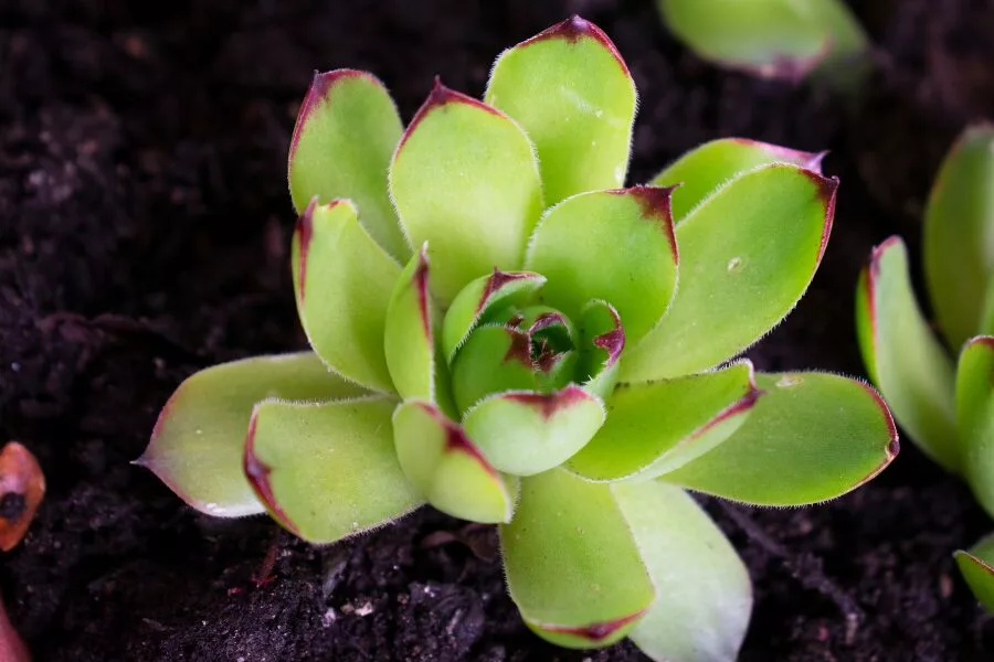 Sempervivum Tectorum