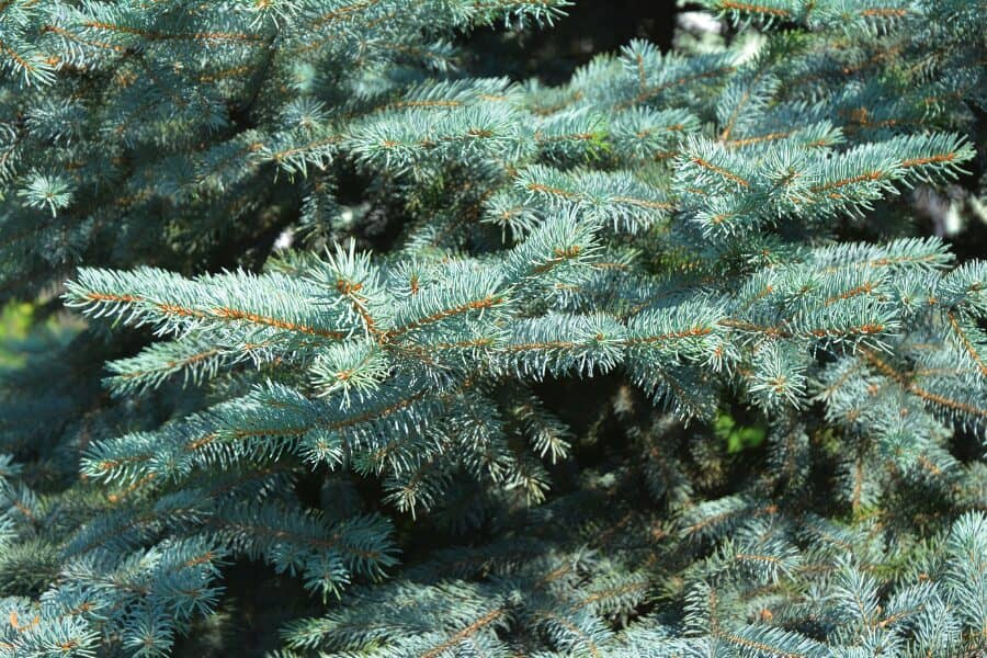 White Spruce