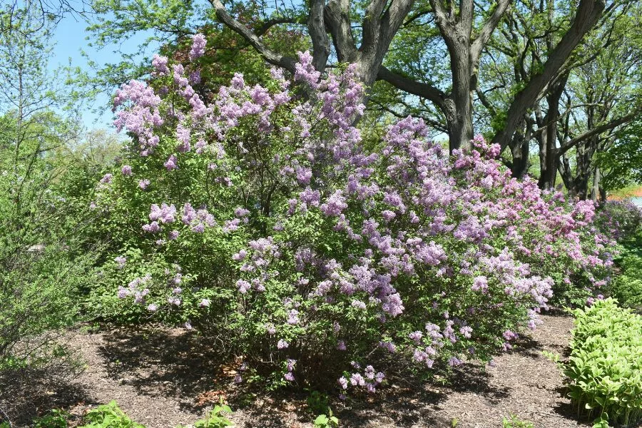 Planting Lilac Bushes