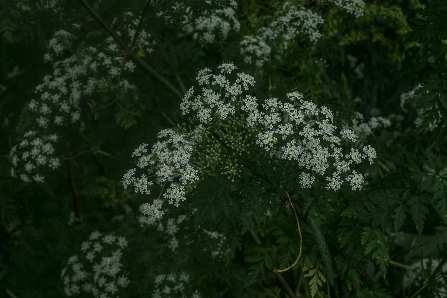 Toxicity and Safety Measures for Hemlock Trees