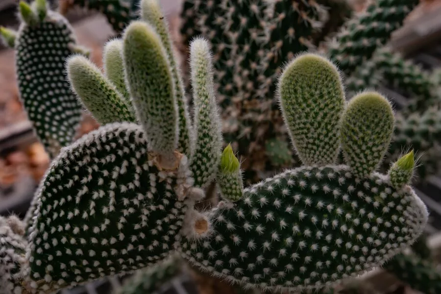 Opuntia Microdasys