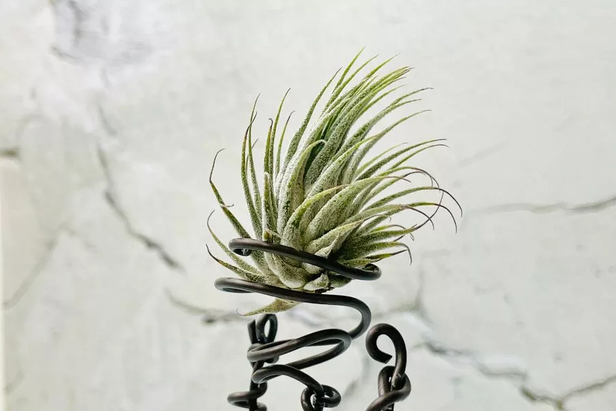 Top Air Plants