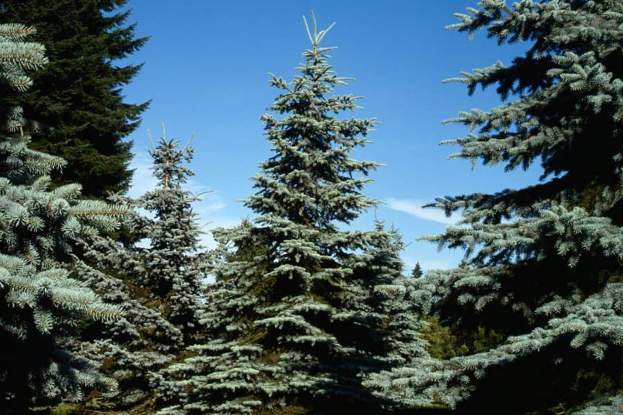 Spruce Tree Benefits and Uses