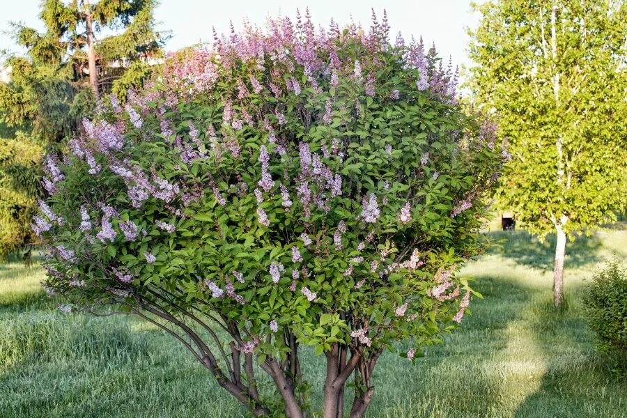 Fertilization of Lilac Bushes