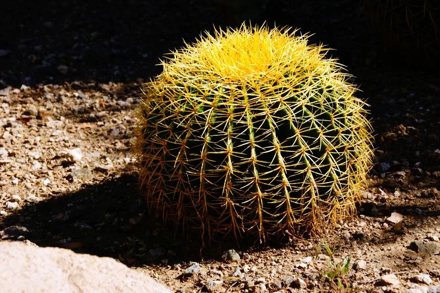 Echinocactus Grusonii