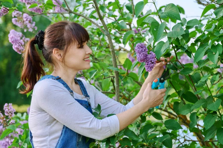 Pruning Lilac Bushes