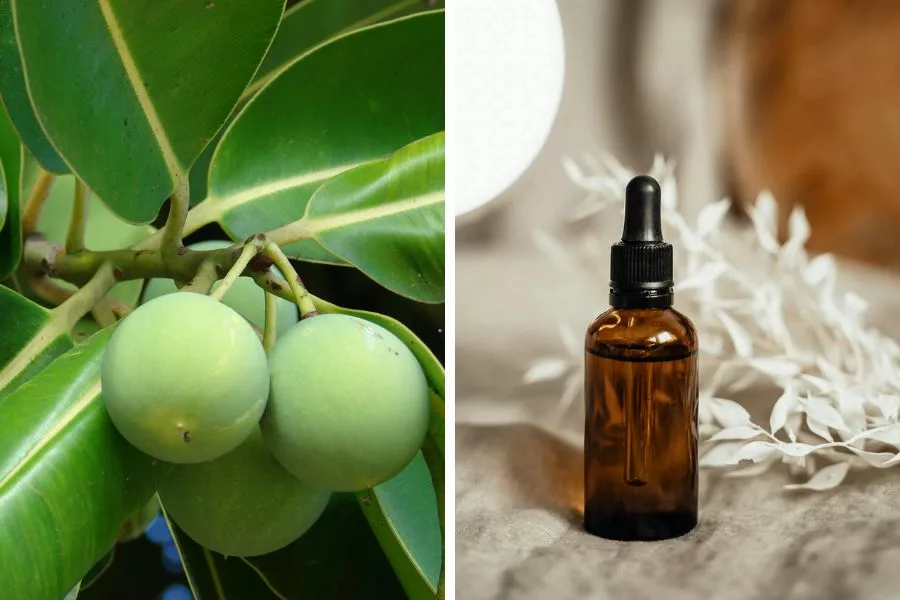 Benefits of tamanu oil