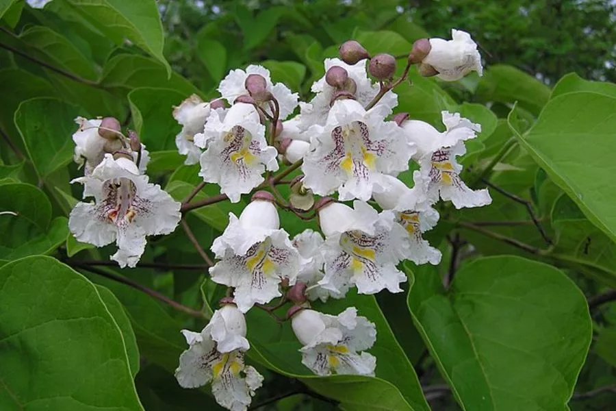 Key Species of Catalpa