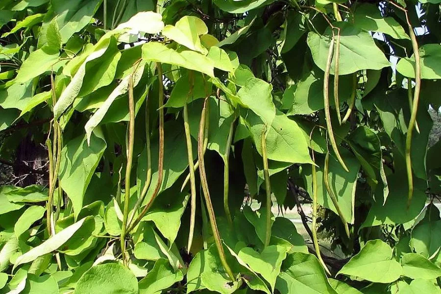 Catalpa Trees in Your Backyard Landscaping