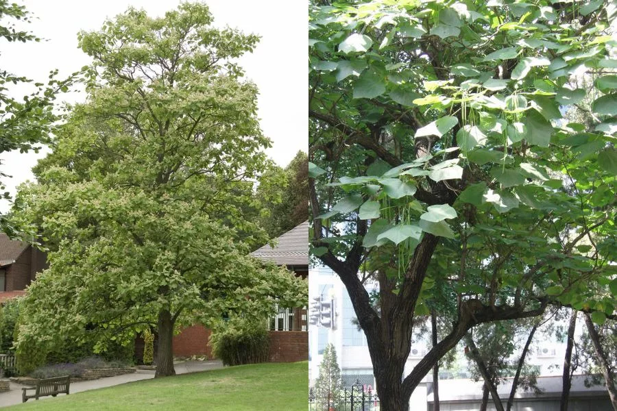 Popular Catalpa Varieties In The U.S.