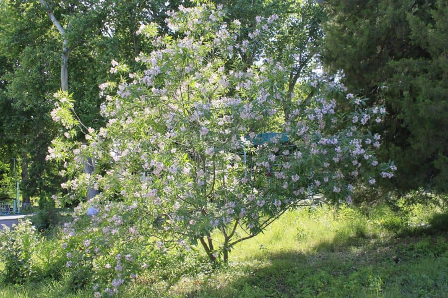 Other Catalpa Species and Relatives