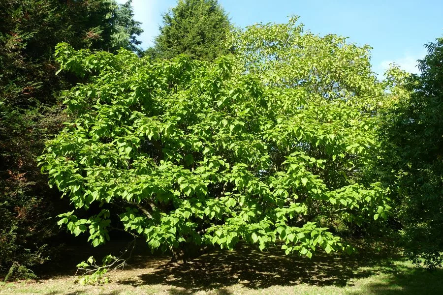 General Characteristics of Catalpa Trees