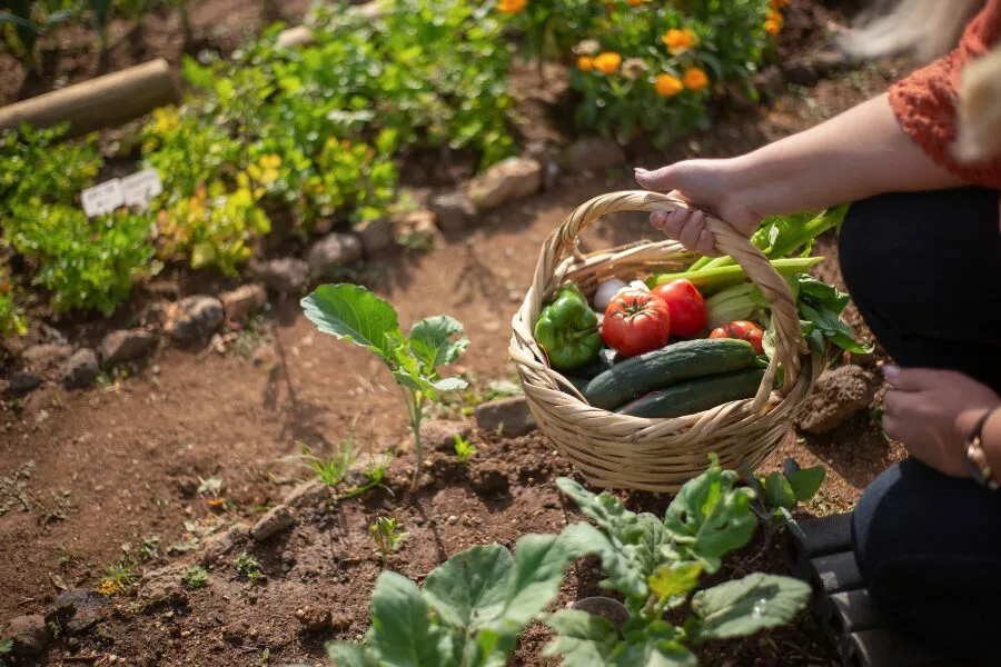 Grow Your Own Food