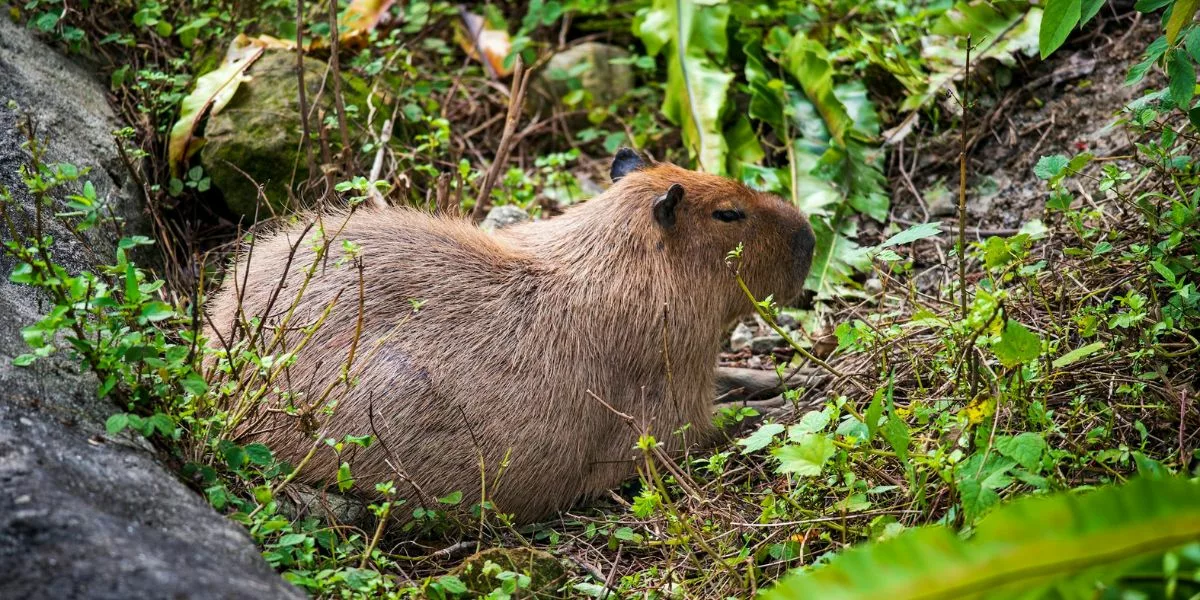 Are Capybaras Friendly